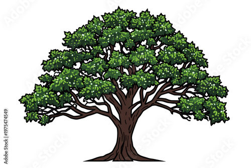 Green leafy tree with an expansive canopy, featuring a thick trunk and spreading branches against a transparent background