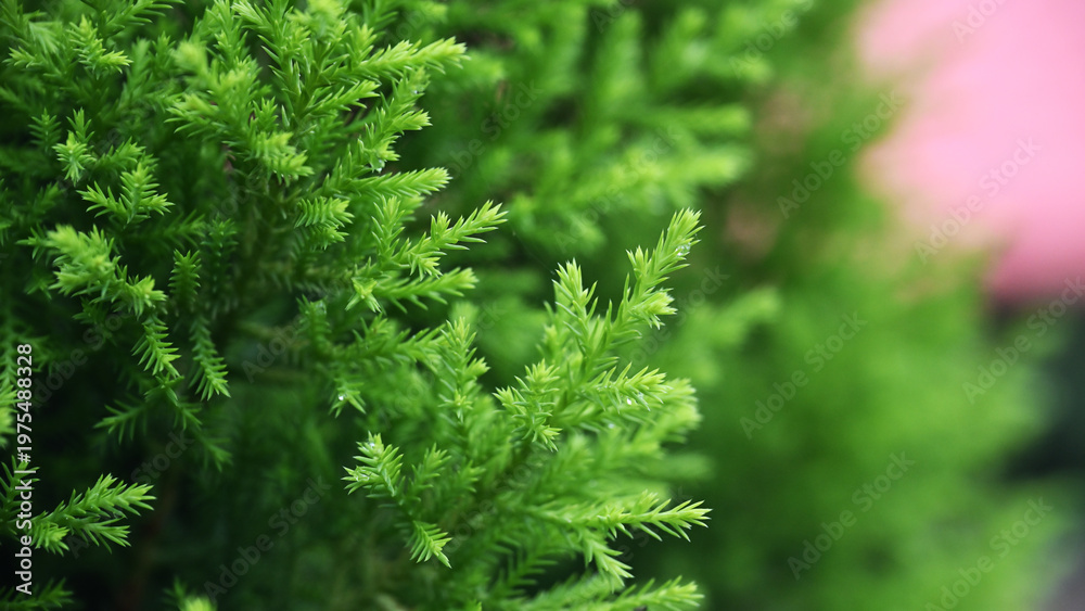 Fototapeta premium Fresh Green Plant Leaves Close Up View