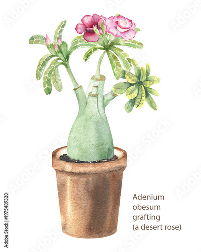 Fotografie Watercolor illustration of a rose of the desert (adenium obesum), in a pot on a white background