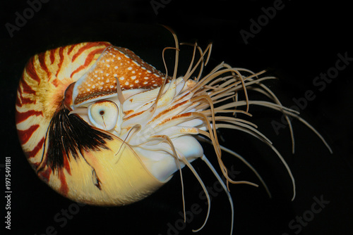 Cuadro en lienzo Nautilus Pompilius
