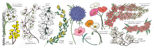 様々な花のグラフィック素材（オーニソガラム、黄梅、コブシ、エリカ、月桂樹、ギリア、ムクゲ、ポピー、ユーフォルビアフルゲンス、モクレン）