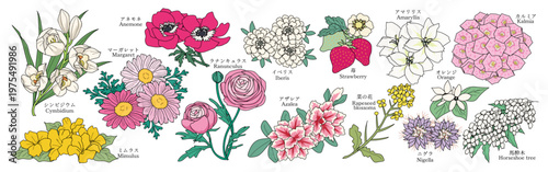 様々な花のグラフィック素材（シンビジウム、ミムラス、アネモネ、マーガレット、ラナンキュラス、イベリス、アザレア、苺、菜の花、アマリリス、オレンジ、ムクゲ、カルミア、アセビ）