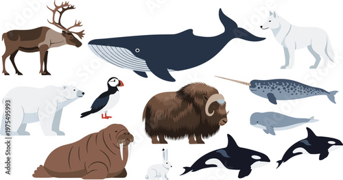 Arctic Wildlife Animals Vector Illustration Set Featuring Polar Bear, Walrus, Orca, Whale, Seal, Reindeer and Cold Region Character Collection Design.