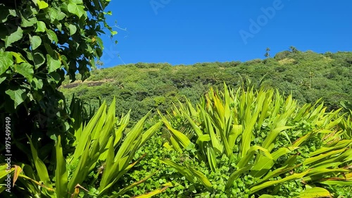 Tropical Lush of Bora Bora Island, French Polynesia, Rainforest and Green Hills