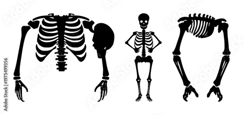 Human bone skeleton icon set with solid black line art design featuring anatomy, skeleton, medical illustration with healthcare and education