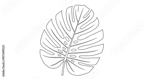 Monstera leaf outline drawing illustration.