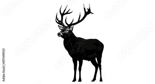 Large Male Deer with Antlers Standing.