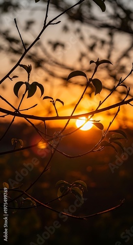 Beautiful sunset glowing behind tree branches in golden hour.