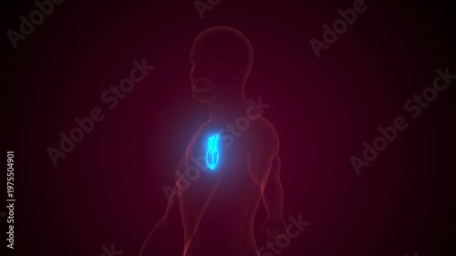 Heart half part anatomy. 3d illustrations