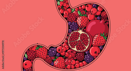Anatomical illustration of human stomach filled with variety of fresh red and purple berries like strawberries and pomegranates.