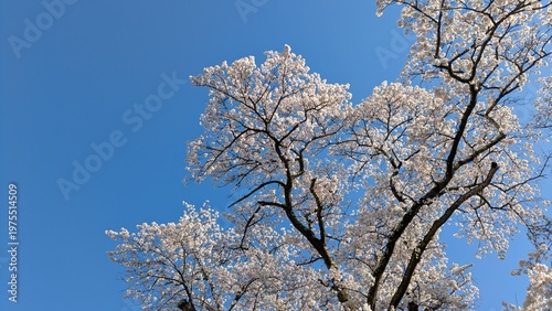 青空と桜