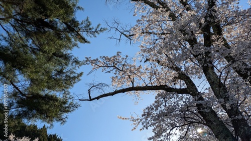 桜と空
