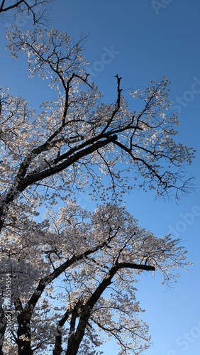 青空と桜