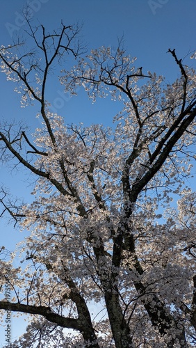 青空と桜