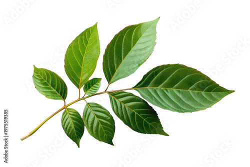 Lush green foliage branch with fresh leaves, representing nature, growth, and environmental concepts, transparent background