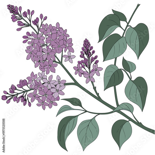 vector illustration of syringa vulgaris with branch