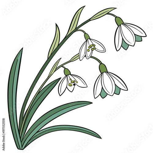 speedwell irish on white background