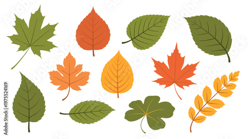 Collection of twelve various autumn leaves in warm colors like red orange and yellow on a white background.