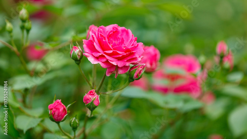 A pink rose is in the foreground of a green background