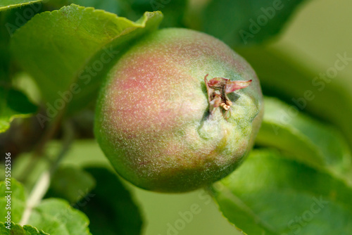 A green apple with a stem on top