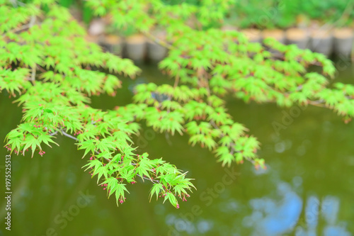 Valokuva Green maple leaves gently swaying with pond and walkway background