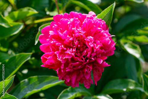 A pink flower with green leaves