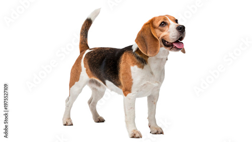 Tableau sur toile Beagle dog stands on transparent background cut out