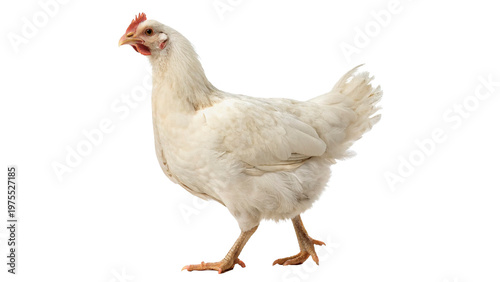 Tableau sur toile White chicken stands isolated on transparent background cut out