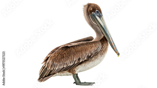 Photos Brown pelican standing isolated on transparent background cut out