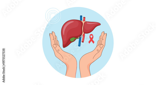 Pair of hands gently holding and protecting a human liver with a red ribbon symbol representing liver cancer awareness and health.