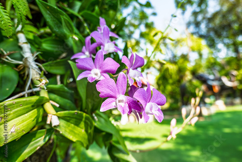 Purple Thai orchid blossom in park