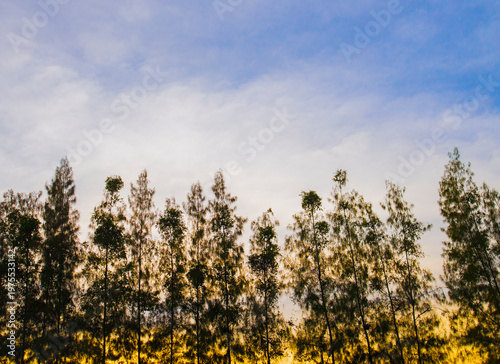 sunset over the field