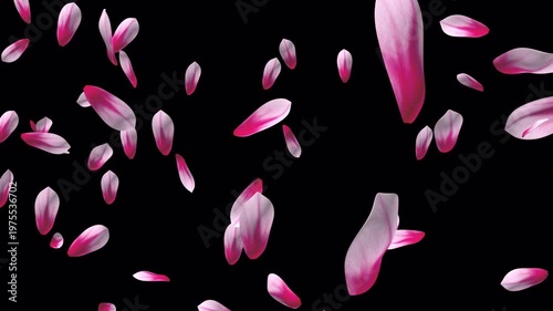 舞い散るピンクの木蓮の花びら、4K画質、背景透過のループ映像素材
