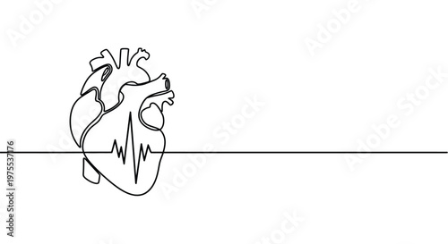 Single continuous line vector illustration of an anatomical human heart with a sharp rhythmic heartbeat pulse line integrated