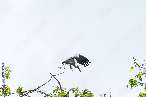 Asian open bill have to fly from tree branch