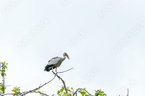 Asian open bill is sitting on isolated tree branch