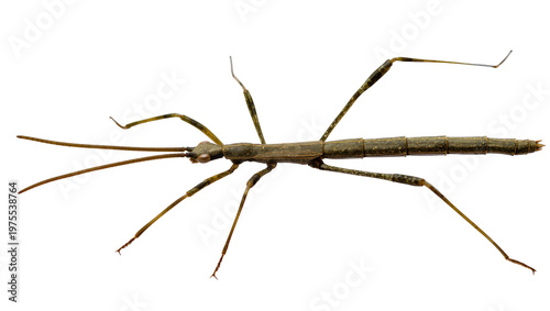 Long brown stick insect with segmented body and long antennae, isolated on transparent background