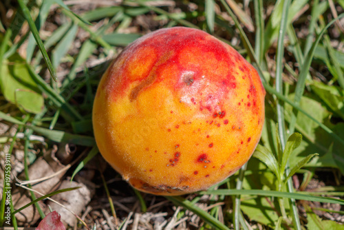 Apricot fruit on grass, natural color, fresh appearance, outdoor setting