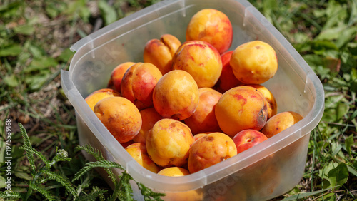 Fresh apricots in plastic bin on grassy field with sunlight