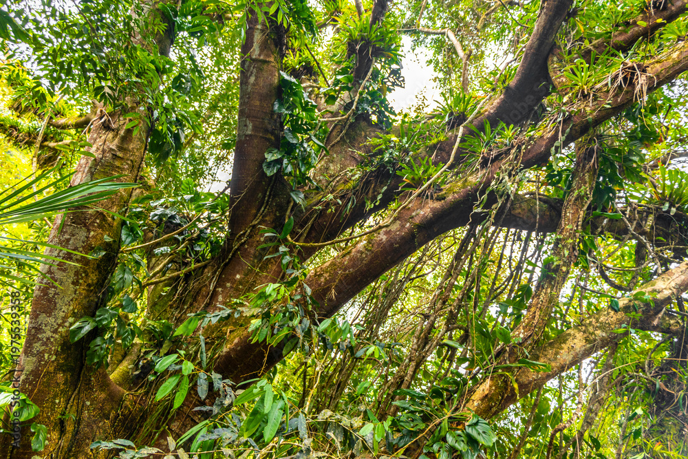 Fototapeta premium Wide view of tropical ficus tree with roots in jungle.