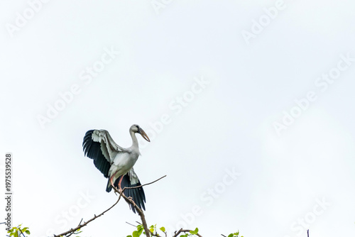 Asian open bill have to fly from tree branch