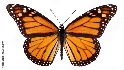 Tableau sur toile Monarch butterfly with orange and black wings, isolated on transparent backgroun