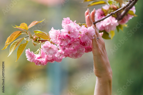 A hand is reaching for a pink flower