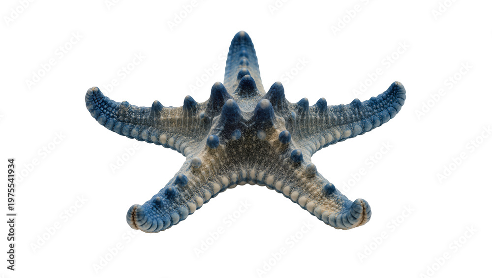 Φωτογραφία Blue and grey spiny starfish with textured skin, isolated on transparent backgro