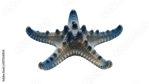 Photography Blue and grey spiny starfish with textured skin, isolated on transparent backgro