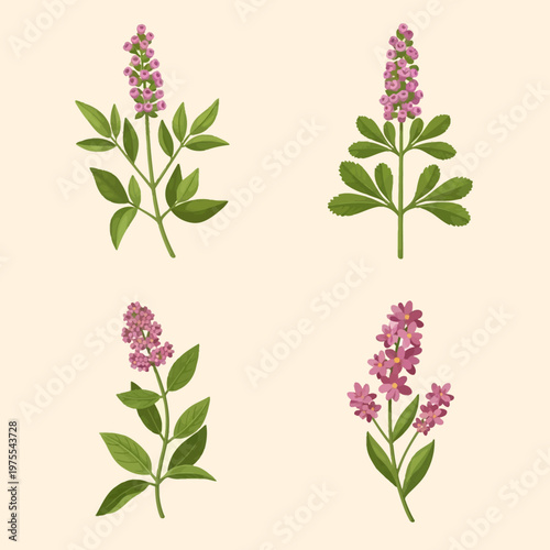 Set of four botanical vector illustrations featuring medicinal herbs with green foliage and vertical pink flower spikes, isolated on a neutral background for scientific study.