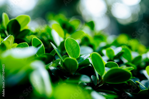 Beautiful dark green leaf texture, spot shot, natural green leaves used as background for nature wallpaper or tropical cover