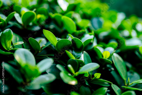 Beautiful dark green leaf texture, spot shot, natural green leaves used as background for nature wallpaper or tropical cover