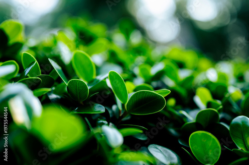 Beautiful dark green leaf texture, spot shot, natural green leaves used as background for nature wallpaper or tropical cover