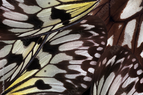 abstract pattern of tropical butterfly wings